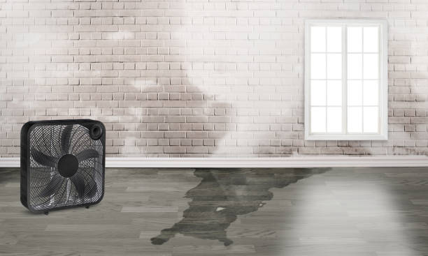 Best Water damage restoration experts  in Martins Ferry, OH